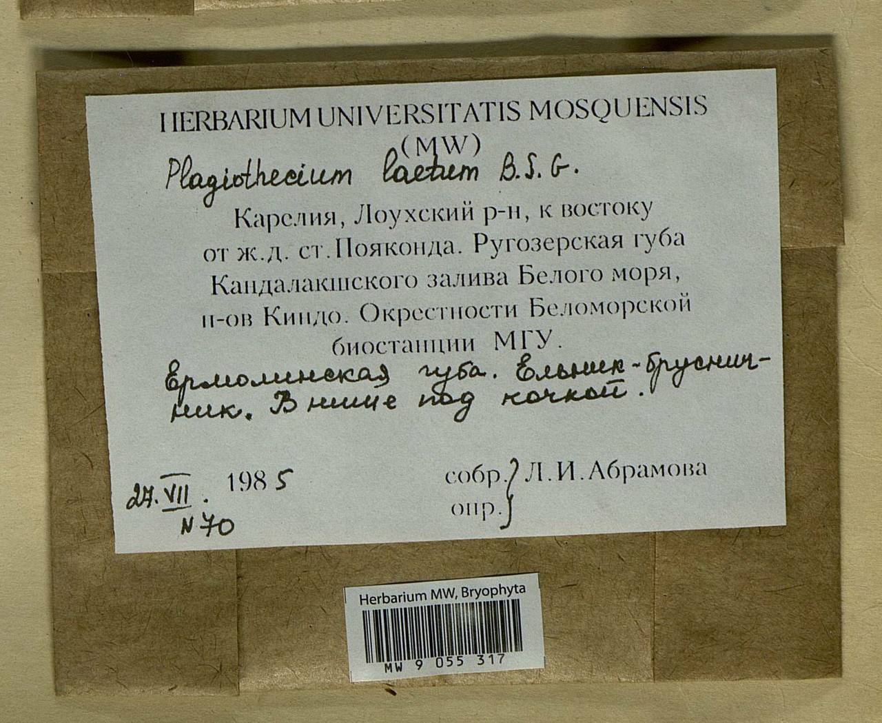 Plagiothecium laetum Schimp., Bryophytes, Bryophytes - Karelia, Leningrad & Murmansk Oblasts (B4) (Russia)