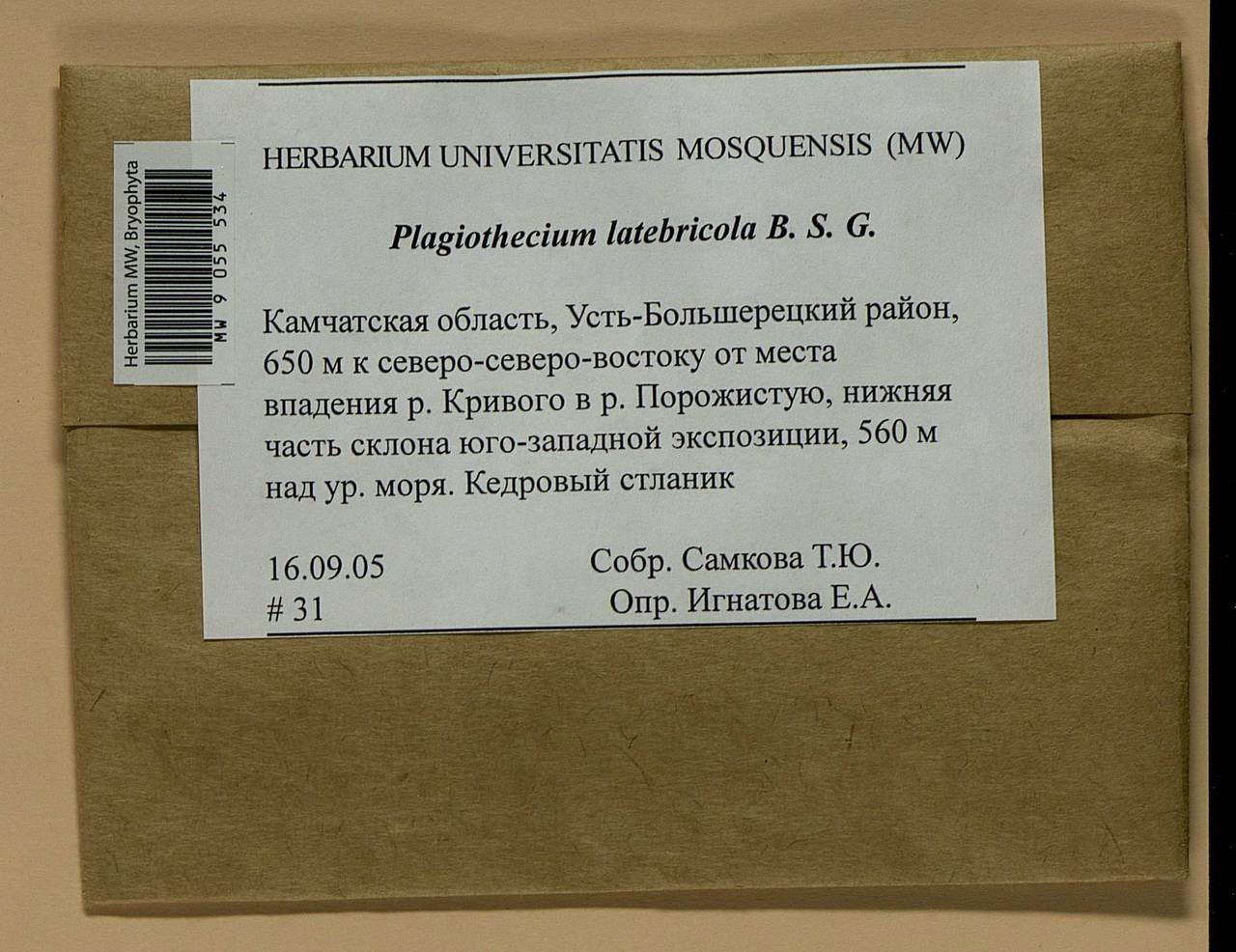 Plagiothecium latebricola Schimp., Bryophytes, Bryophytes - Chukotka & Kamchatka (B21) (Russia)