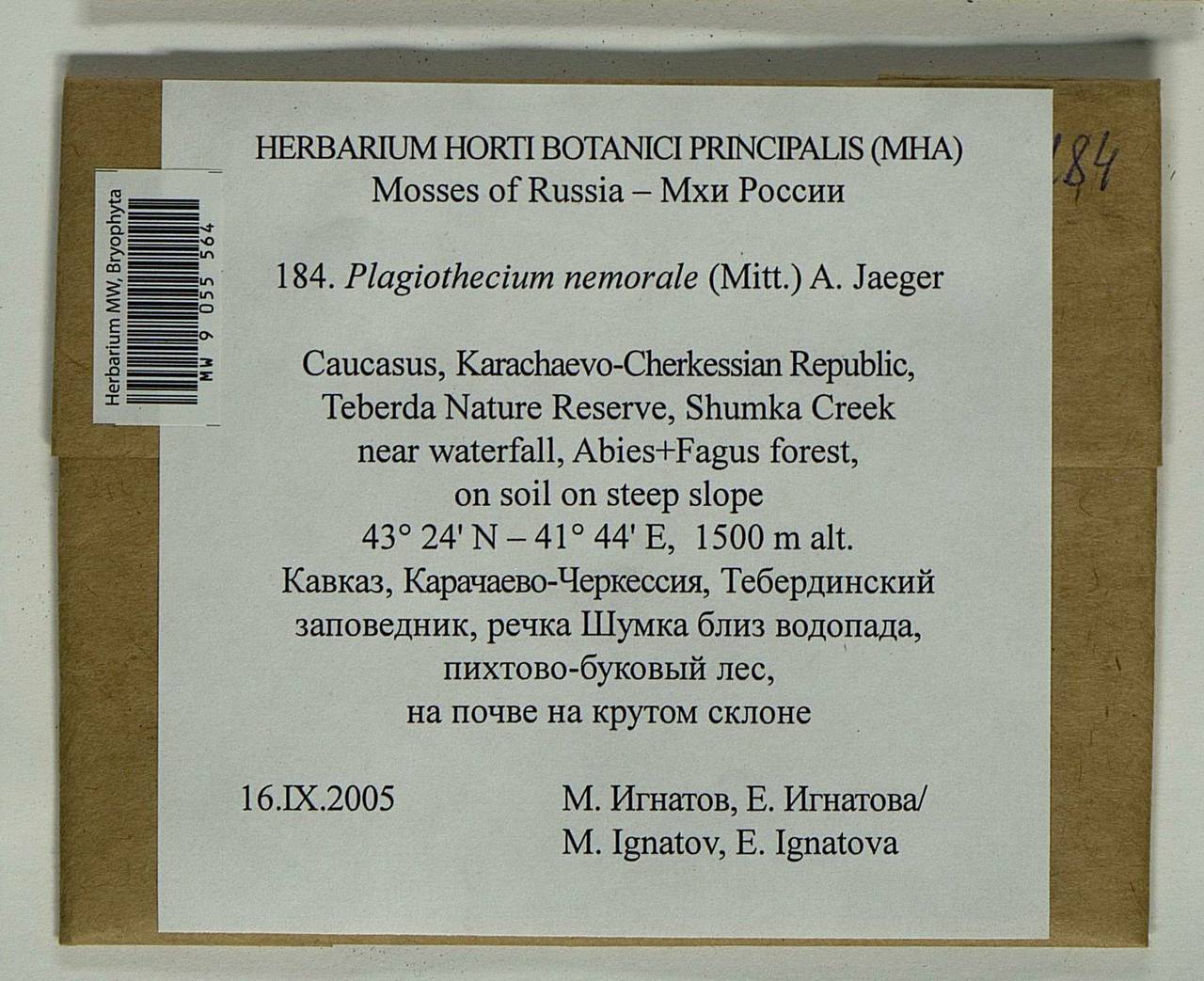 Plagiothecium nemorale (Mitt.) A. Jaeger, Bryophytes, Bryophytes - North Caucasus & Ciscaucasia (B12) (Russia)