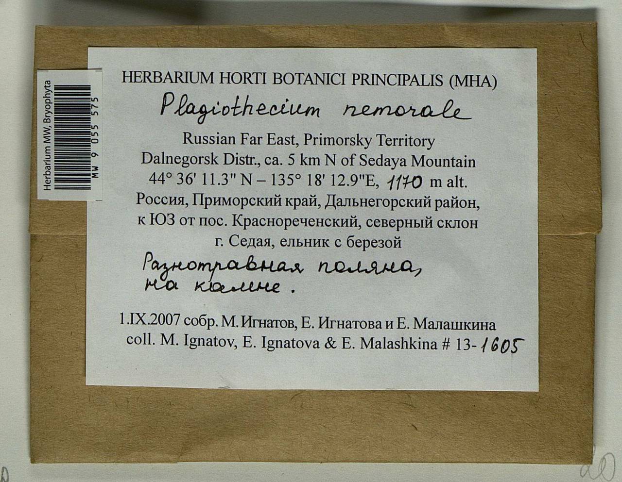 Plagiothecium nemorale (Mitt.) A. Jaeger, Bryophytes, Bryophytes - Russian Far East (excl. Chukotka & Kamchatka) (B20) (Russia)