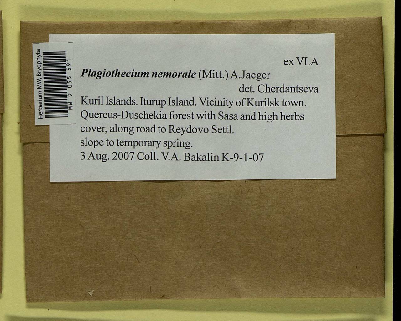 Plagiothecium nemorale (Mitt.) A. Jaeger, Bryophytes, Bryophytes - Russian Far East (excl. Chukotka & Kamchatka) (B20) (Russia)