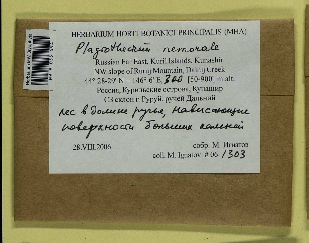 Plagiothecium nemorale (Mitt.) A. Jaeger, Bryophytes, Bryophytes - Russian Far East (excl. Chukotka & Kamchatka) (B20) (Russia)