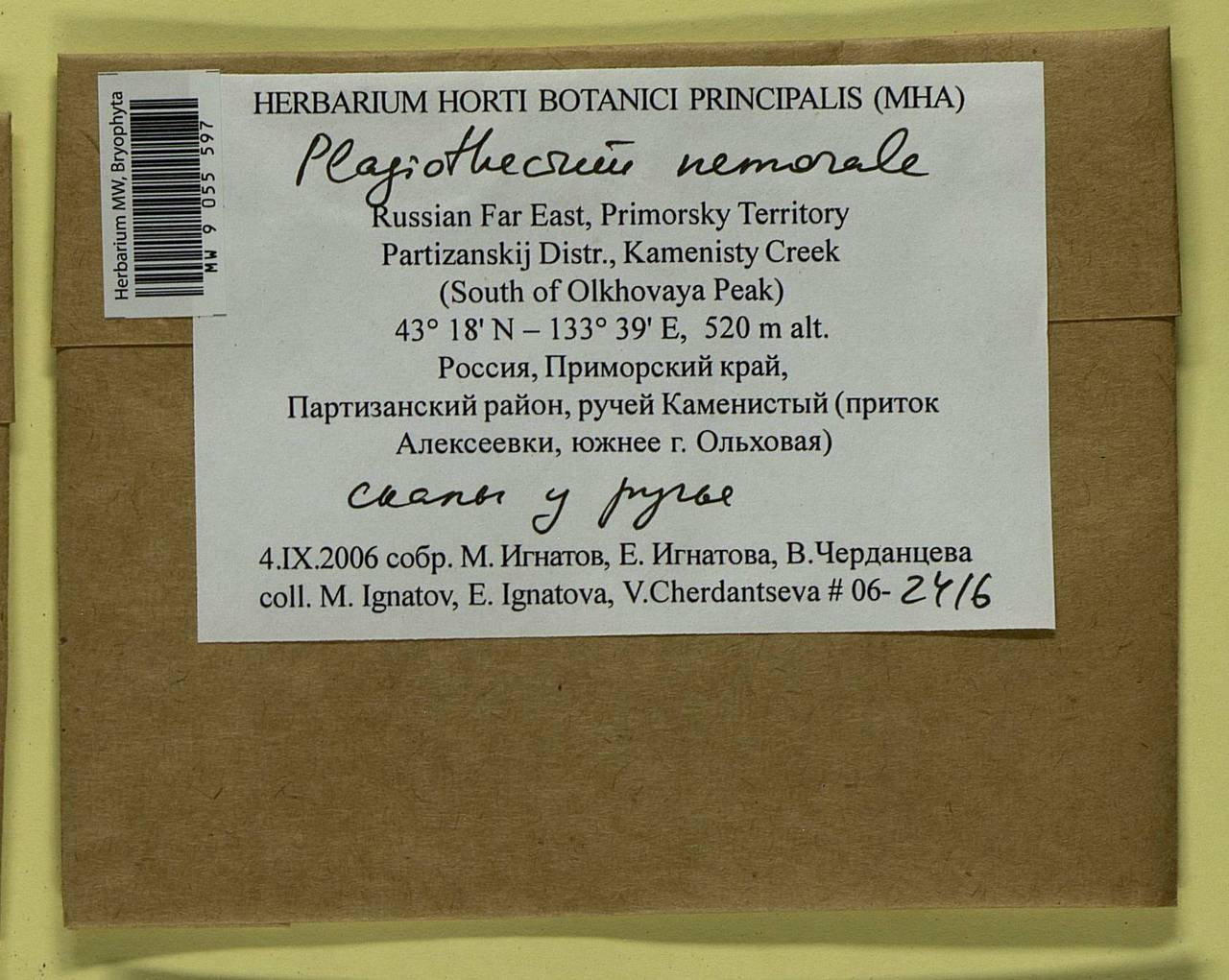 Plagiothecium nemorale (Mitt.) A. Jaeger, Bryophytes, Bryophytes - Russian Far East (excl. Chukotka & Kamchatka) (B20) (Russia)