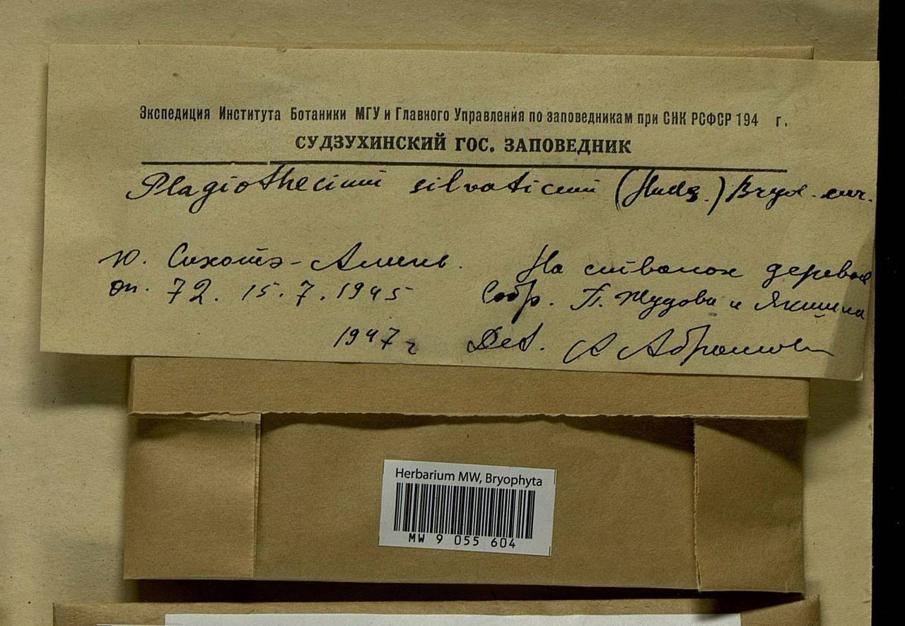 Plagiothecium nemorale (Mitt.) A. Jaeger, Bryophytes, Bryophytes - Russian Far East (excl. Chukotka & Kamchatka) (B20) (Russia)