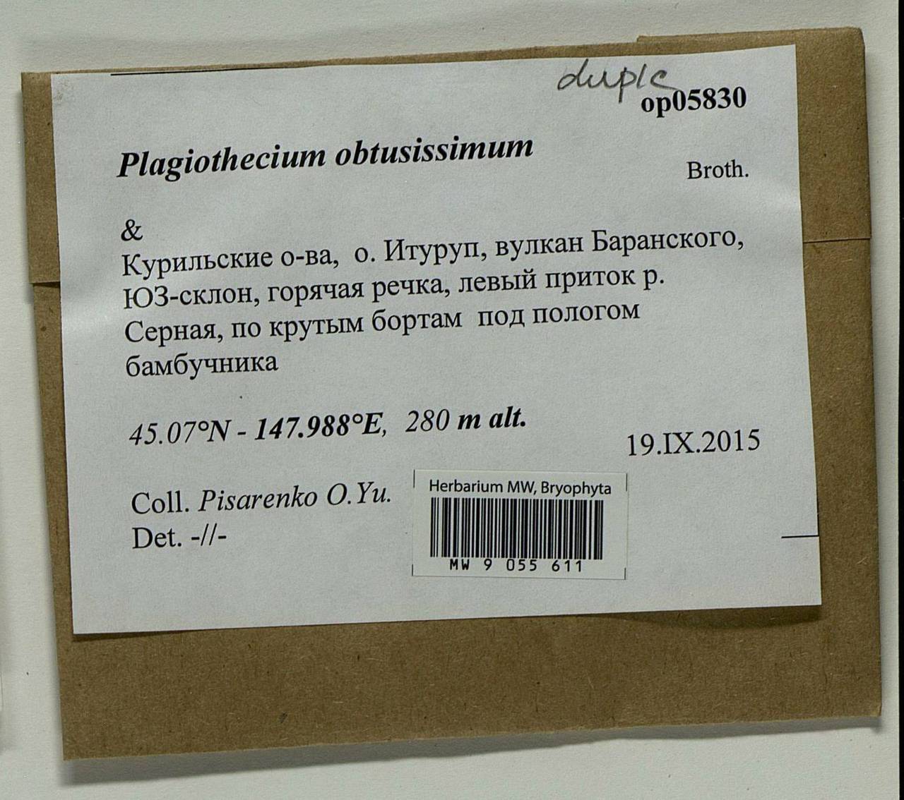 Plagiothecium obtusissimum Broth., Bryophytes, Bryophytes - Russian Far East (excl. Chukotka & Kamchatka) (B20) (Russia)