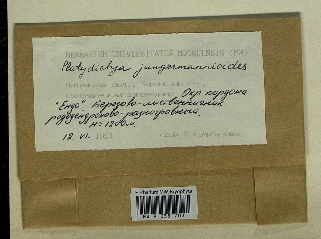 Platydictya jungermannioides (Brid.) H.A. Crum, Bryophytes, Bryophytes - Baikal & Transbaikal regions (B18) (Russia)