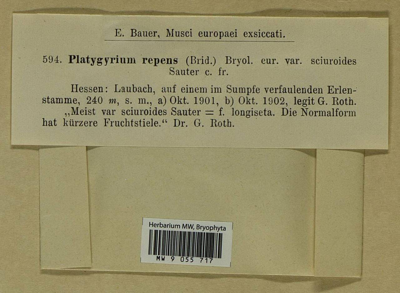 Platygyrium repens (Brid.) Schimp., Bryophytes, Bryophytes - Western Europe (BEu) (Germany)