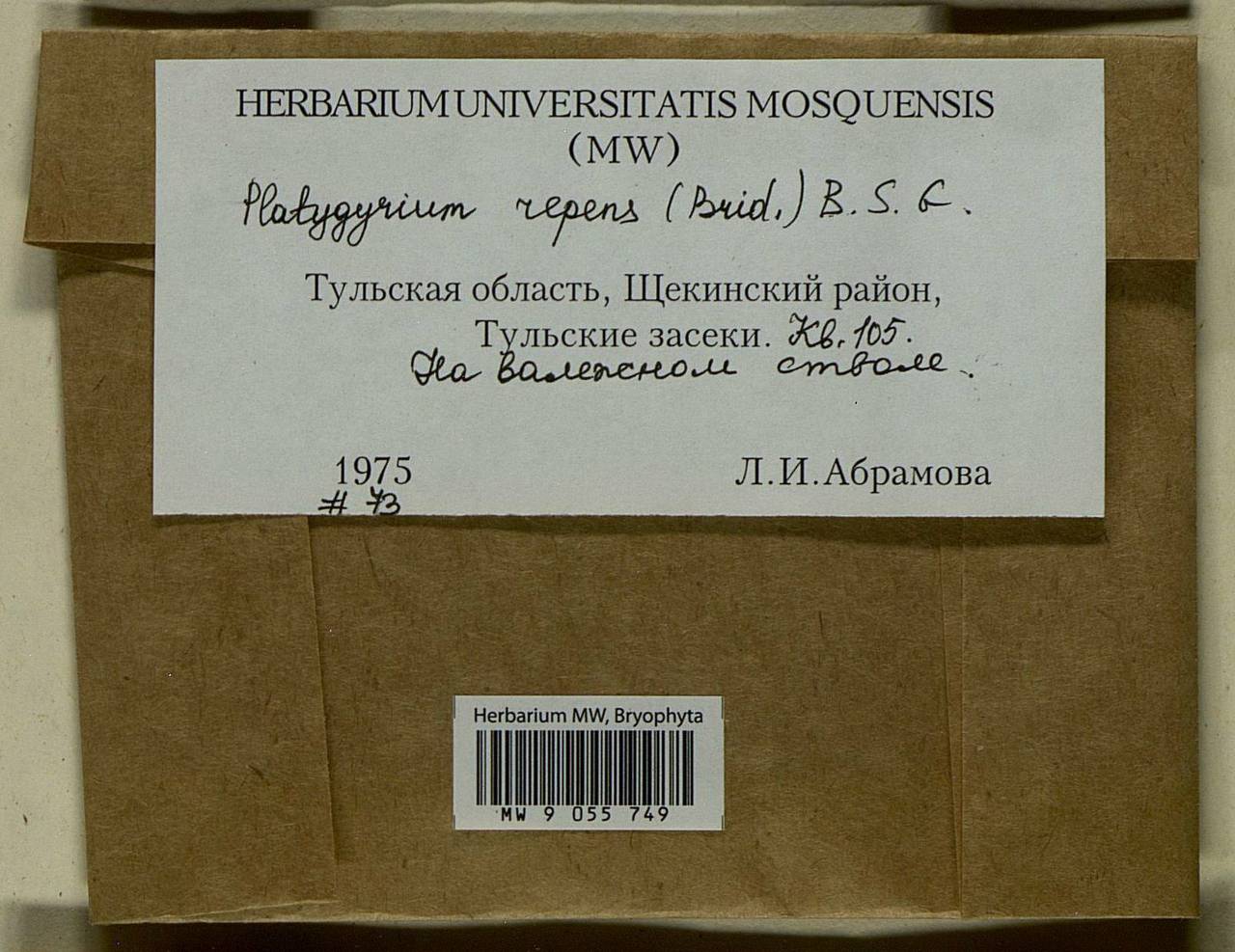 Platygyrium repens (Brid.) Schimp., Bryophytes, Bryophytes - Middle Russia (B6) (Russia)