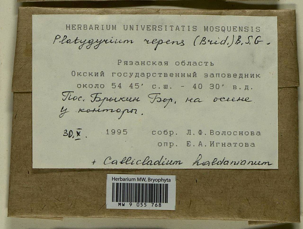 Platygyrium repens (Brid.) Schimp., Bryophytes, Bryophytes - Middle Russia (B6) (Russia)