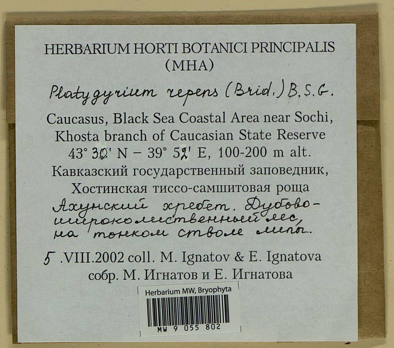 Platygyrium repens (Brid.) Schimp., Bryophytes, Bryophytes - North Caucasus & Ciscaucasia (B12) (Russia)