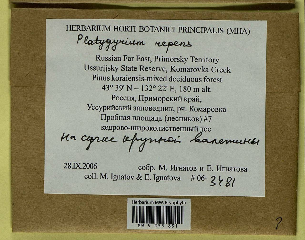 Platygyrium repens (Brid.) Schimp., Bryophytes, Bryophytes - Russian Far East (excl. Chukotka & Kamchatka) (B20) (Russia)