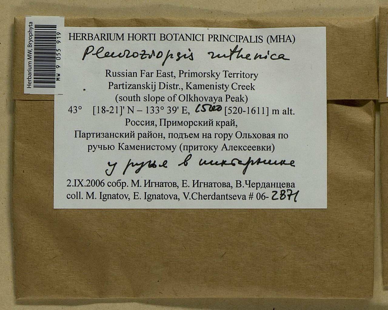 Pleuroziopsis ruthenica (Weinm.) Kindb. ex E. Britton, Bryophytes, Bryophytes - Russian Far East (excl. Chukotka & Kamchatka) (B20) (Russia)