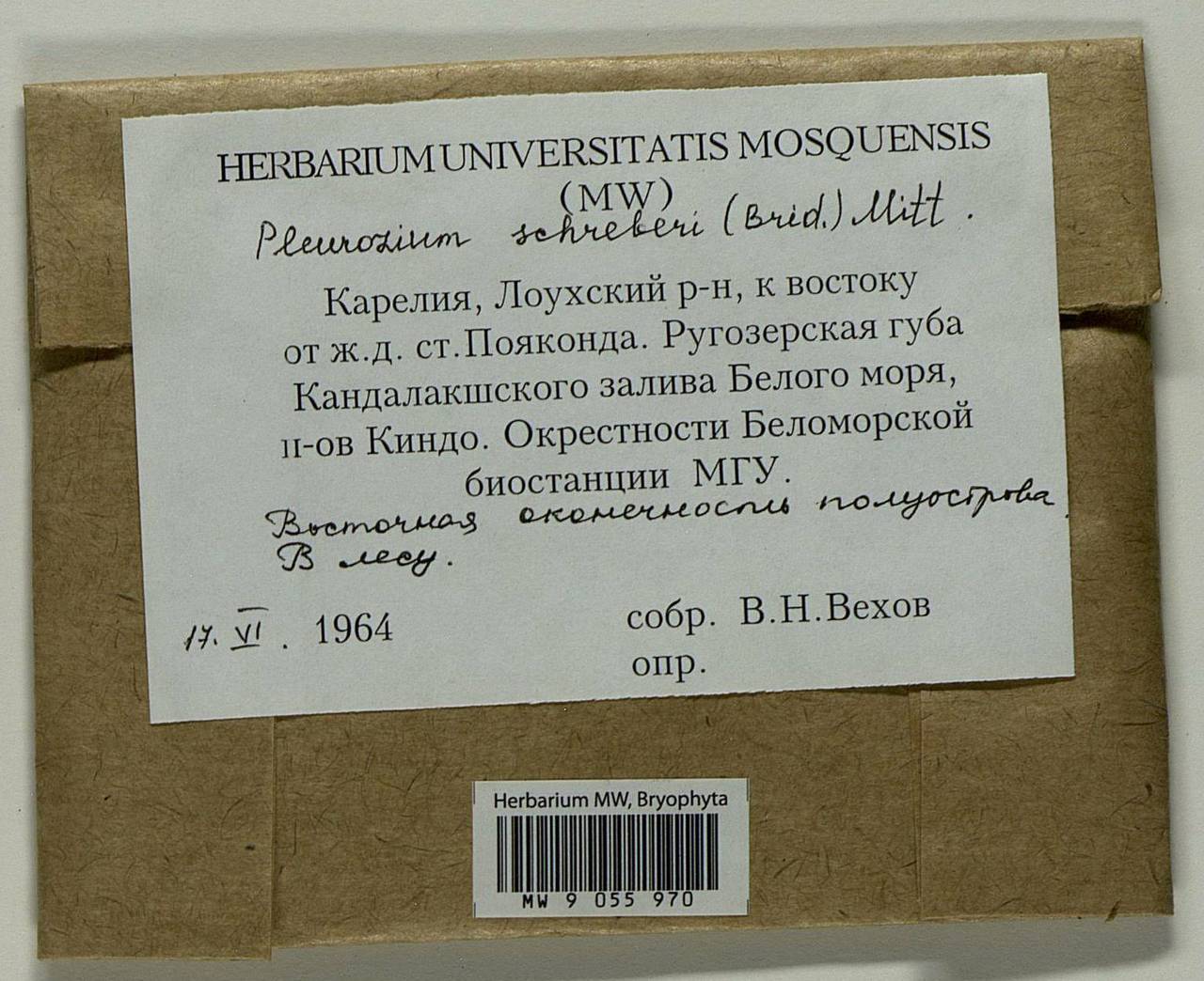 Pleurozium schreberi (Willd. ex Brid.) Mitt., Bryophytes, Bryophytes - Karelia, Leningrad & Murmansk Oblasts (B4) (Russia)