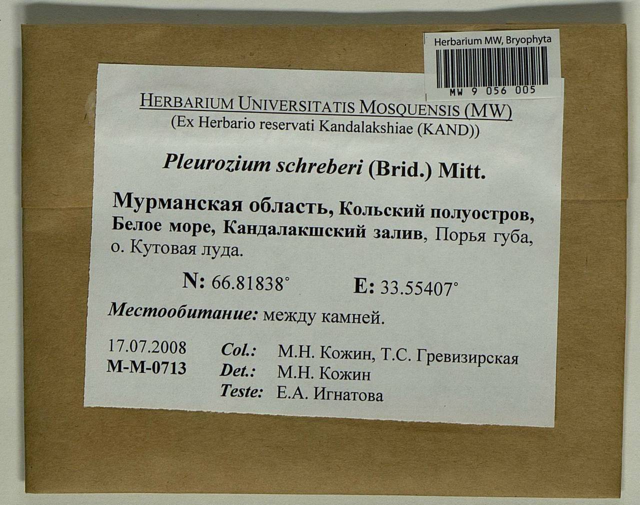 Pleurozium schreberi (Willd. ex Brid.) Mitt., Bryophytes, Bryophytes - Karelia, Leningrad & Murmansk Oblasts (B4) (Russia)