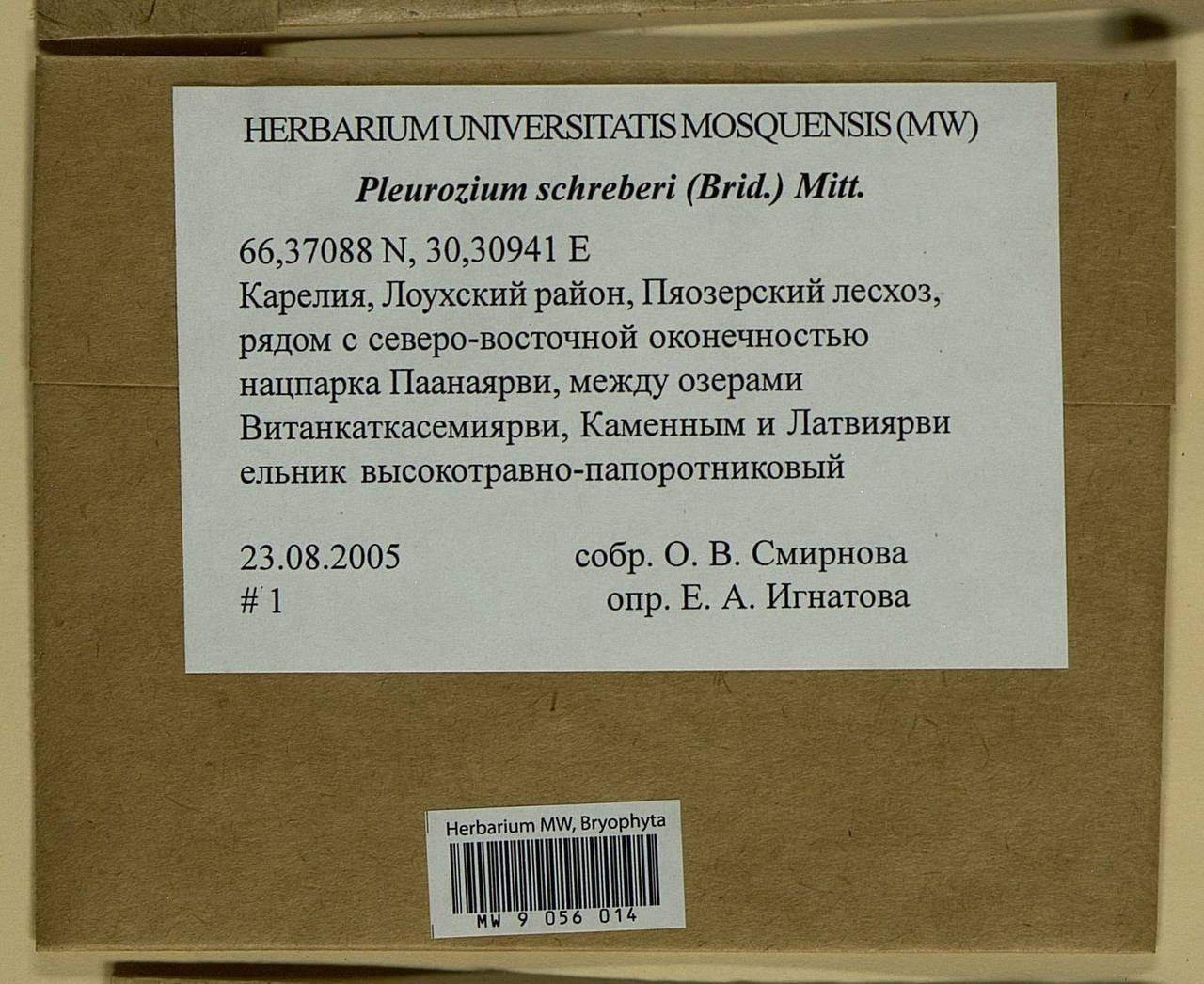 Pleurozium schreberi (Willd. ex Brid.) Mitt., Bryophytes, Bryophytes - Karelia, Leningrad & Murmansk Oblasts (B4) (Russia)