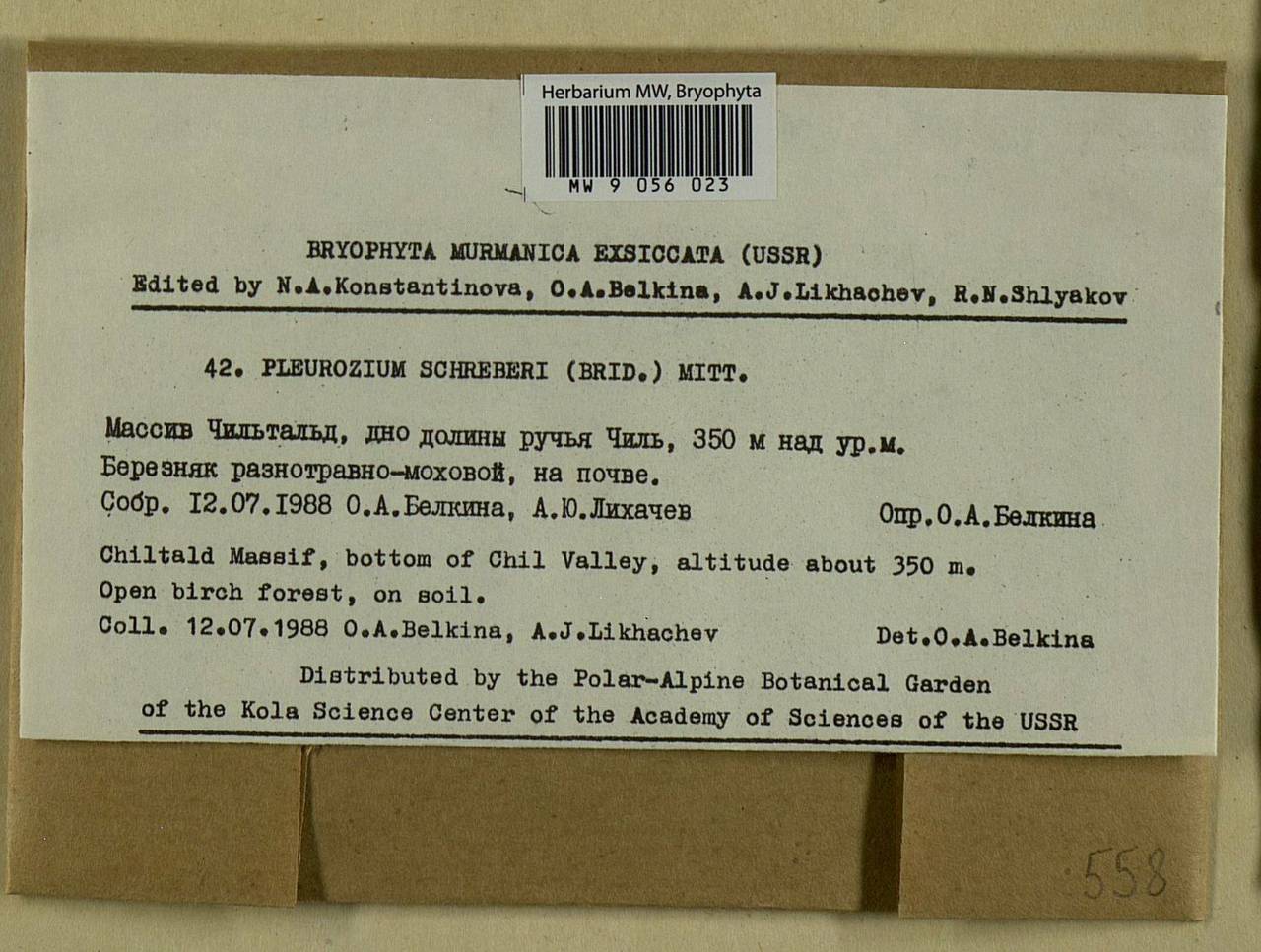 Pleurozium schreberi (Willd. ex Brid.) Mitt., Bryophytes, Bryophytes - Karelia, Leningrad & Murmansk Oblasts (B4) (Russia)