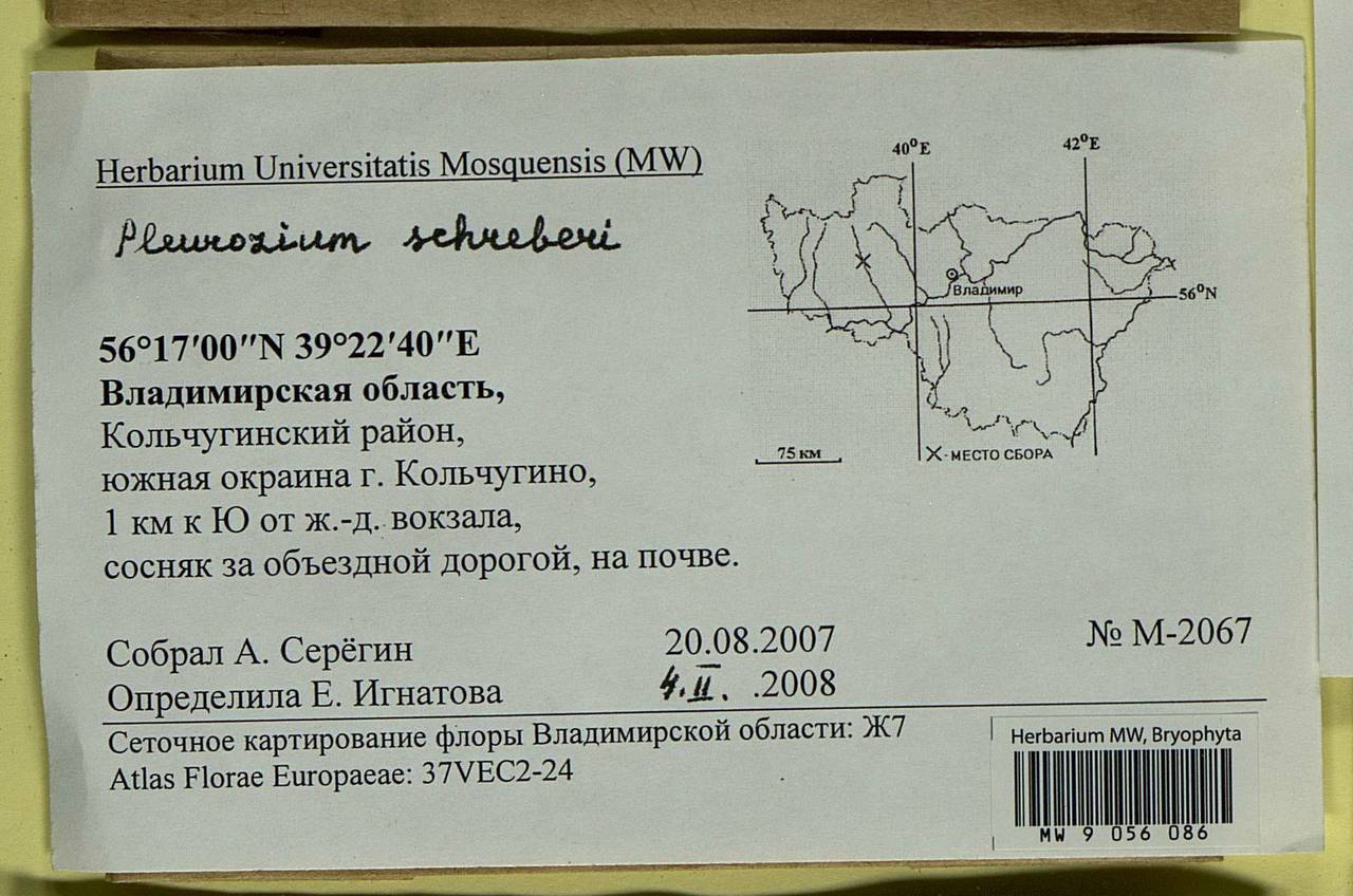 Pleurozium schreberi (Willd. ex Brid.) Mitt., Bryophytes, Bryophytes - Middle Russia (B6) (Russia)