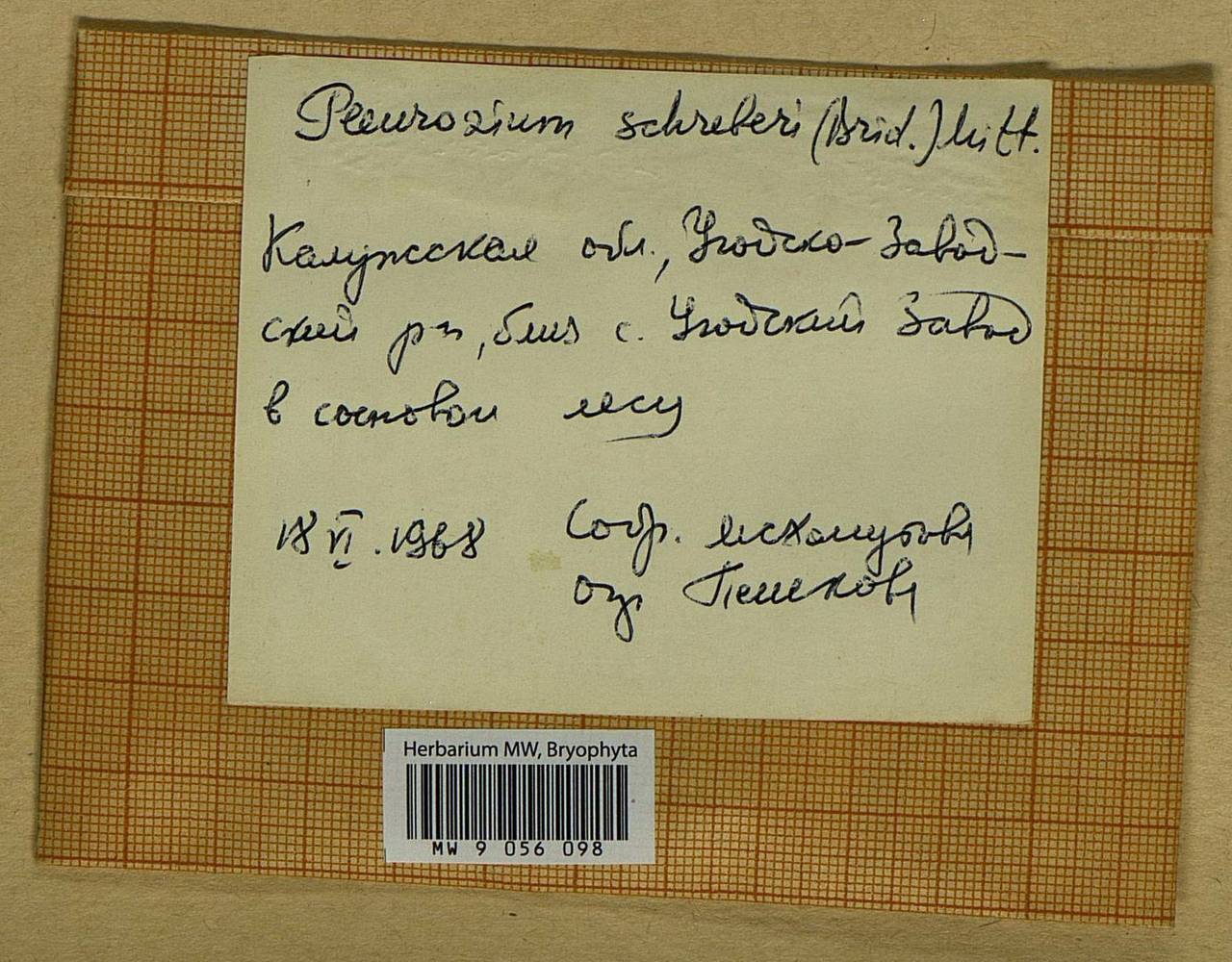 Pleurozium schreberi (Willd. ex Brid.) Mitt., Bryophytes, Bryophytes - Middle Russia (B6) (Russia)