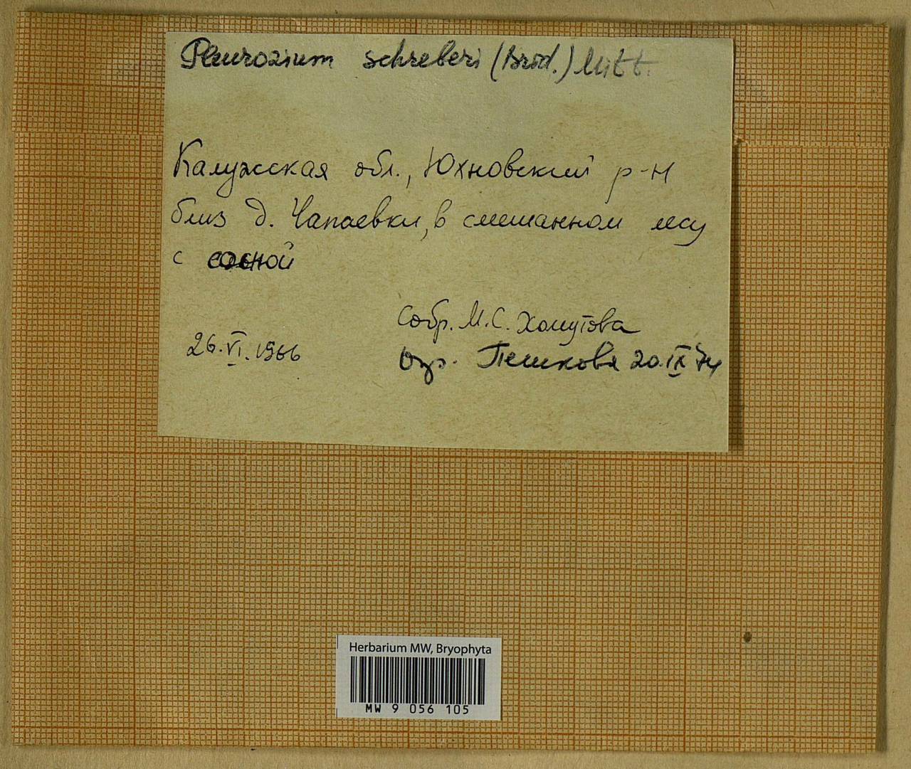 Pleurozium schreberi (Willd. ex Brid.) Mitt., Bryophytes, Bryophytes - Middle Russia (B6) (Russia)