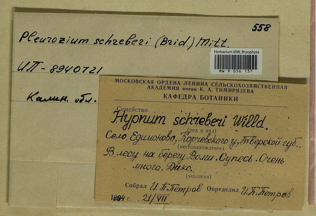 Pleurozium schreberi (Willd. ex Brid.) Mitt., Bryophytes, Bryophytes - Middle Russia (B6) (Russia)