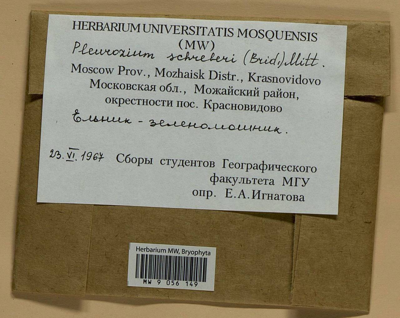 Pleurozium schreberi (Willd. ex Brid.) Mitt., Bryophytes, Bryophytes - Moscow City & Moscow Oblast (B6a) (Russia)