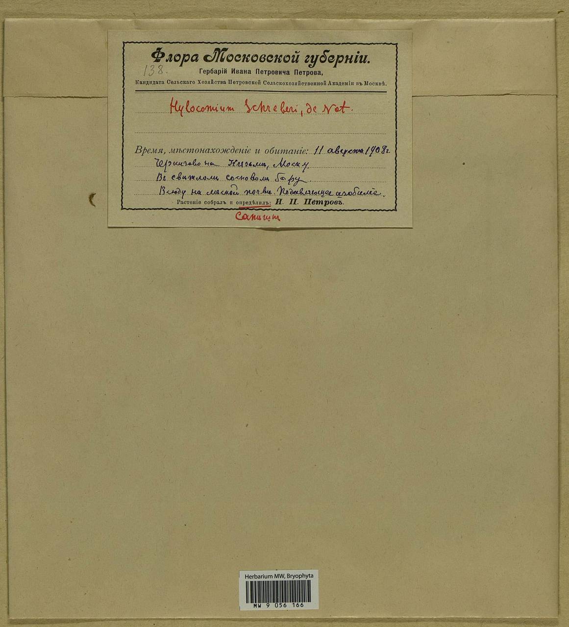 Pleurozium schreberi (Willd. ex Brid.) Mitt., Bryophytes, Bryophytes - Moscow City & Moscow Oblast (B6a) (Russia)