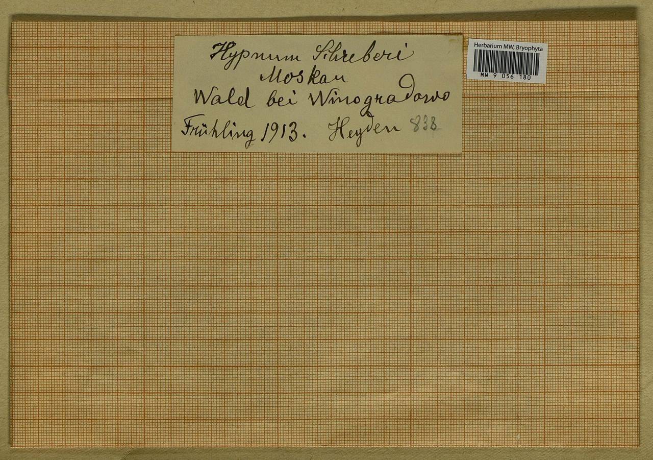 Pleurozium schreberi (Willd. ex Brid.) Mitt., Bryophytes, Bryophytes - Moscow City & Moscow Oblast (B6a) (Russia)