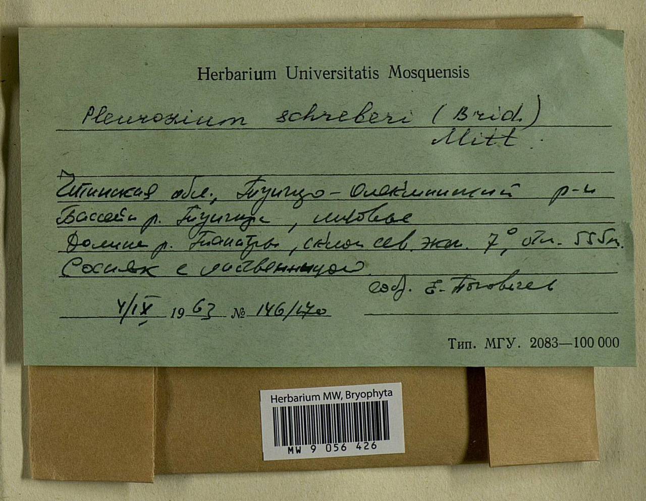 Pleurozium schreberi (Willd. ex Brid.) Mitt., Bryophytes, Bryophytes - Baikal & Transbaikal regions (B18) (Russia)