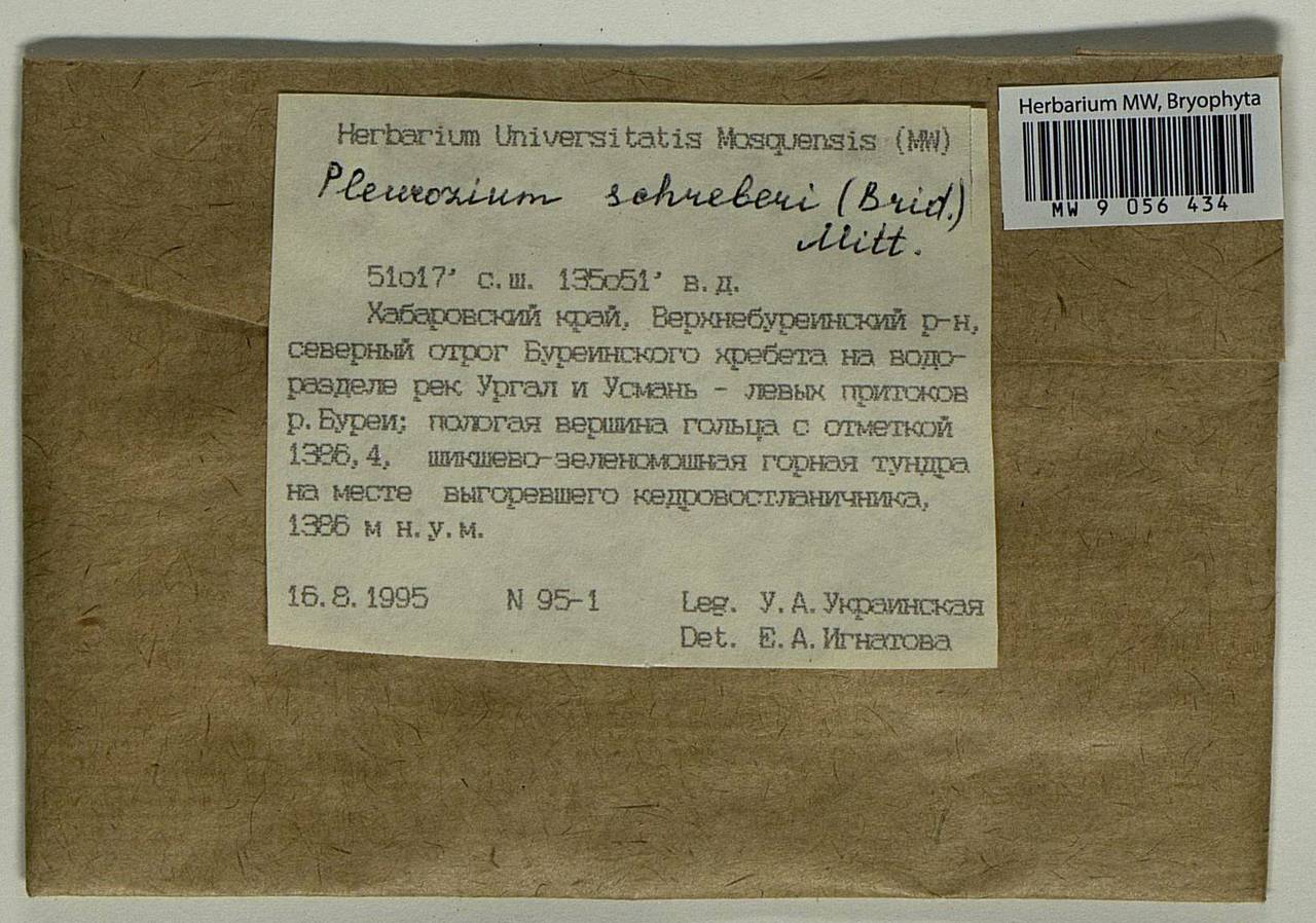 Pleurozium schreberi (Willd. ex Brid.) Mitt., Bryophytes, Bryophytes - Russian Far East (excl. Chukotka & Kamchatka) (B20) (Russia)