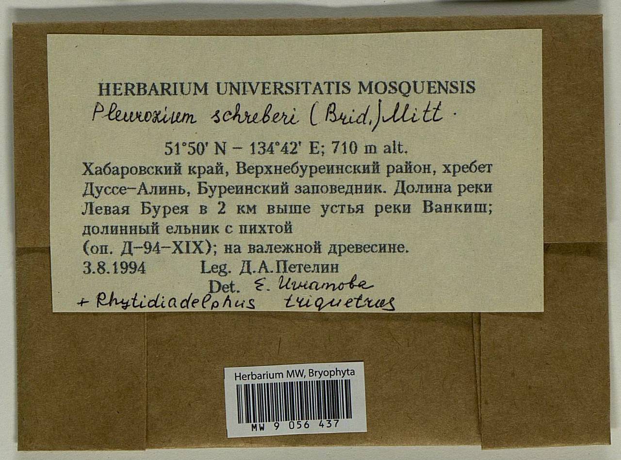 Pleurozium schreberi (Willd. ex Brid.) Mitt., Bryophytes, Bryophytes - Russian Far East (excl. Chukotka & Kamchatka) (B20) (Russia)