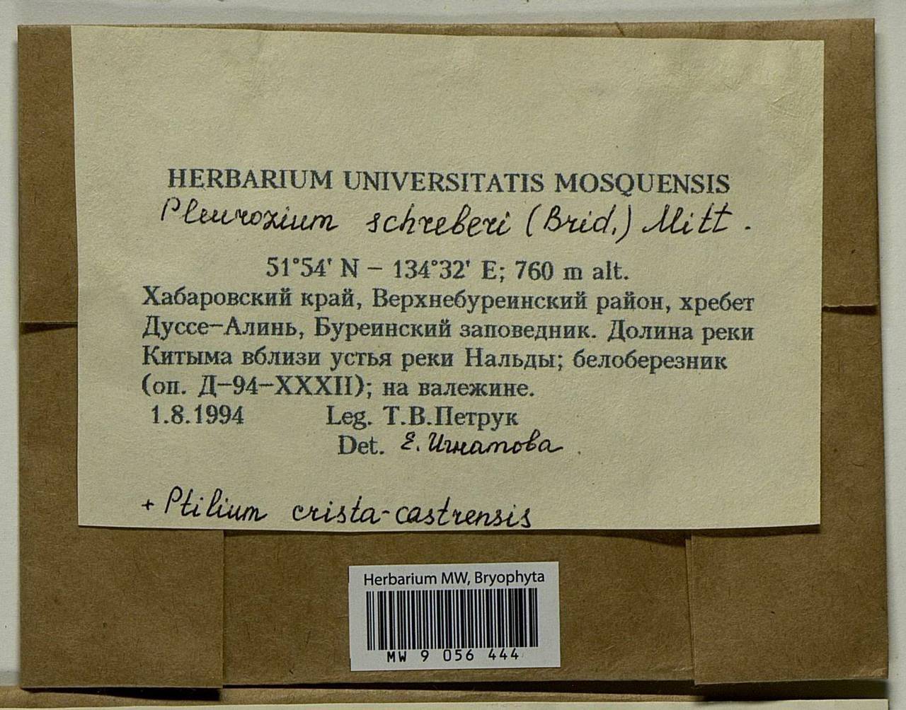 Pleurozium schreberi (Willd. ex Brid.) Mitt., Bryophytes, Bryophytes - Russian Far East (excl. Chukotka & Kamchatka) (B20) (Russia)