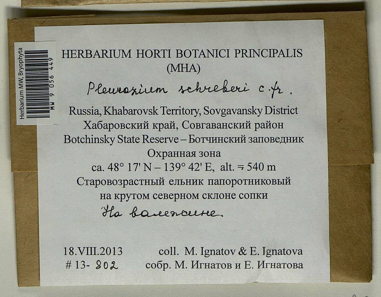 Pleurozium schreberi (Willd. ex Brid.) Mitt., Bryophytes, Bryophytes - Russian Far East (excl. Chukotka & Kamchatka) (B20) (Russia)