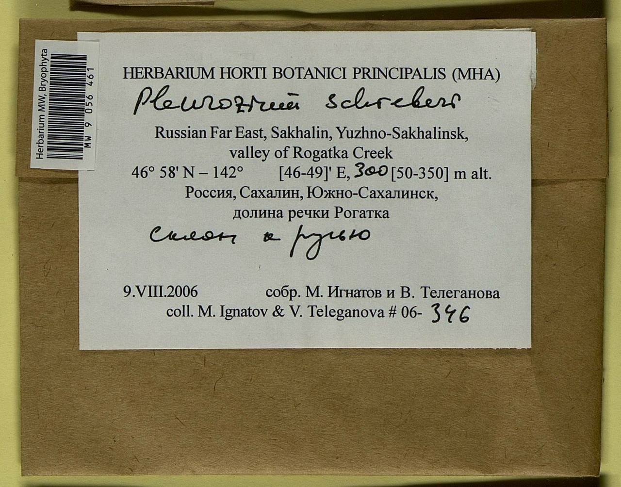 Pleurozium schreberi (Willd. ex Brid.) Mitt., Bryophytes, Bryophytes - Russian Far East (excl. Chukotka & Kamchatka) (B20) (Russia)