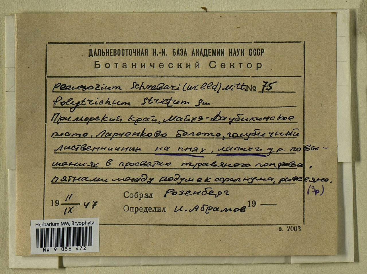 Pleurozium schreberi (Willd. ex Brid.) Mitt., Bryophytes, Bryophytes - Russian Far East (excl. Chukotka & Kamchatka) (B20) (Russia)