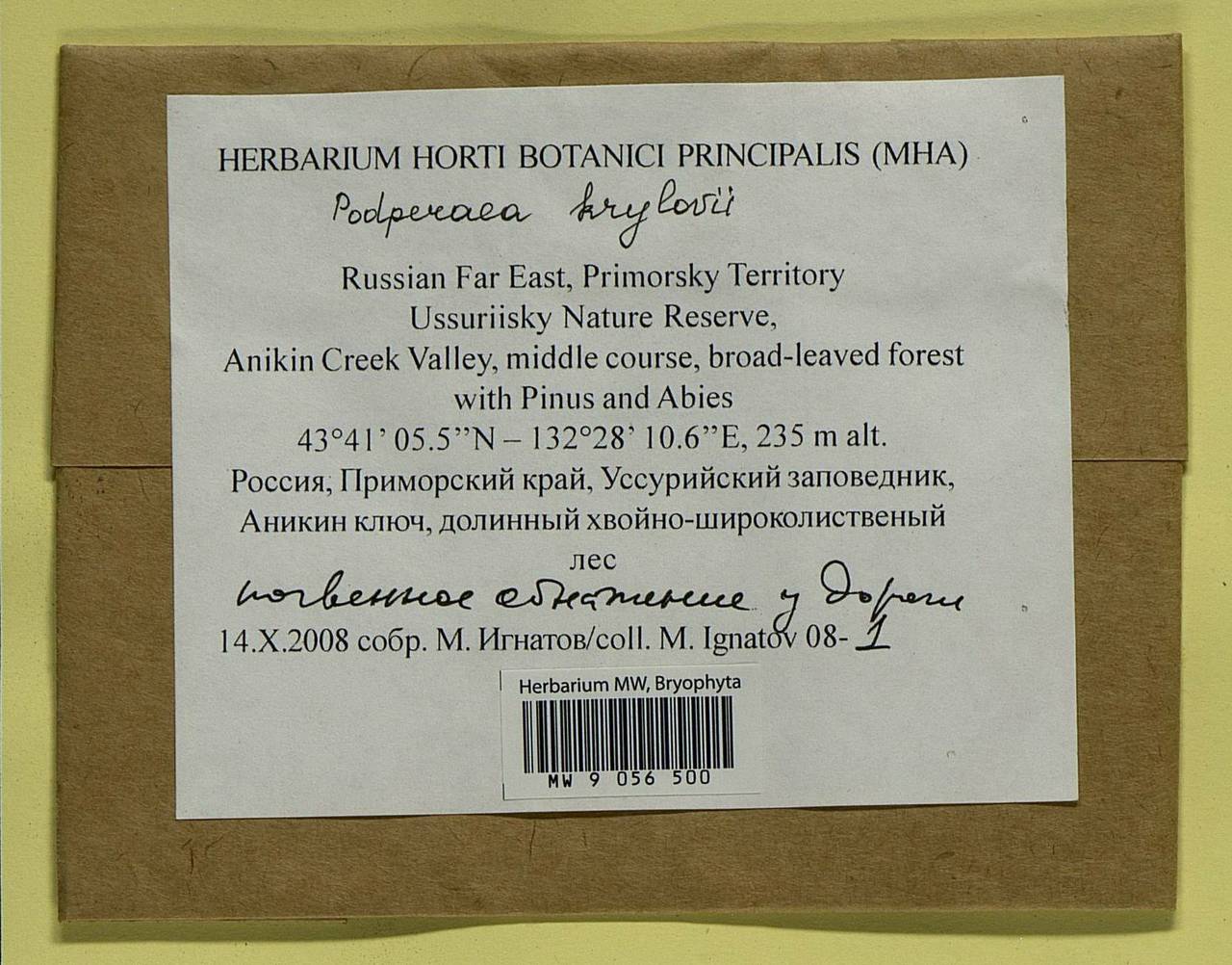 Podperaea krylovii (Podp.) Z. Iwats. & Glime, Bryophytes, Bryophytes - Russian Far East (excl. Chukotka & Kamchatka) (B20) (Russia)