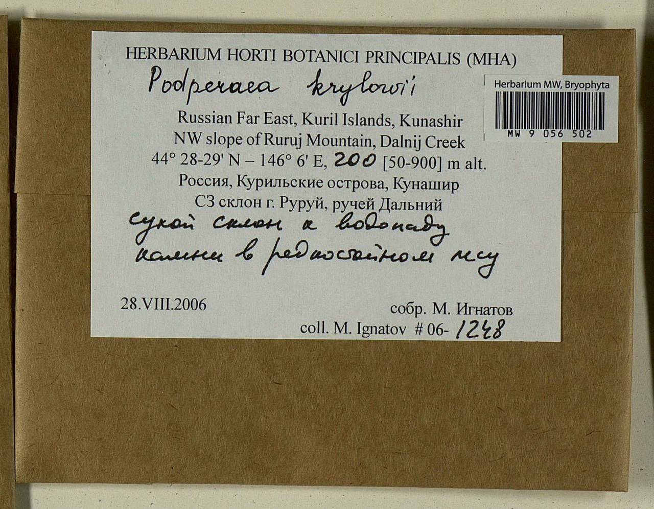 Podperaea krylovii (Podp.) Z. Iwats. & Glime, Bryophytes, Bryophytes - Russian Far East (excl. Chukotka & Kamchatka) (B20) (Russia)