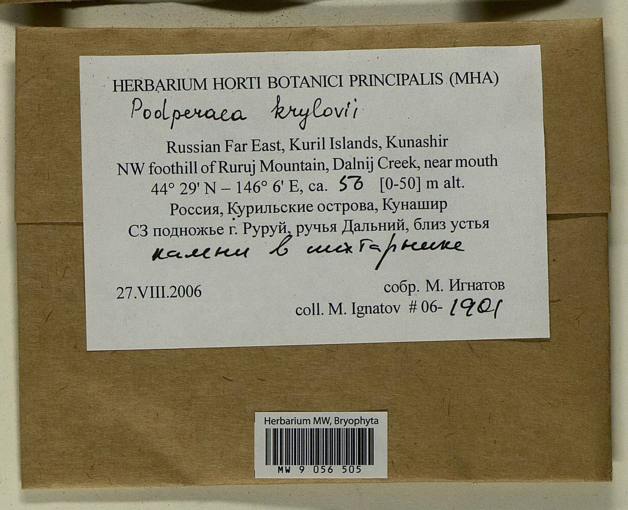 Podperaea krylovii (Podp.) Z. Iwats. & Glime, Bryophytes, Bryophytes - Russian Far East (excl. Chukotka & Kamchatka) (B20) (Russia)
