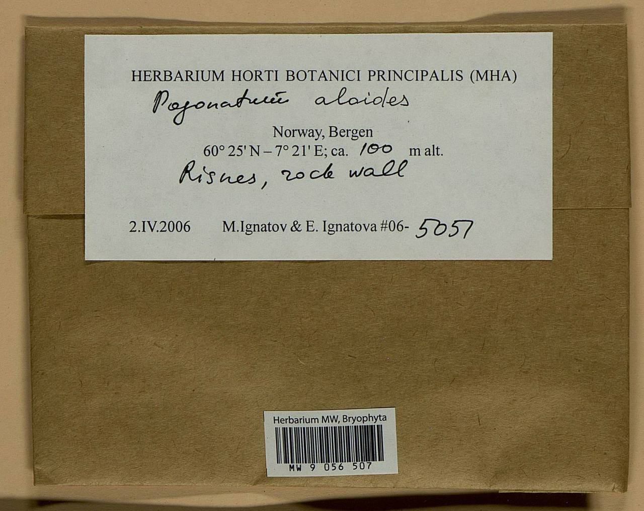 Pogonatum aloides (Hedw.) P. Beauv., Bryophytes, Bryophytes - Western Europe (BEu) (Norway)