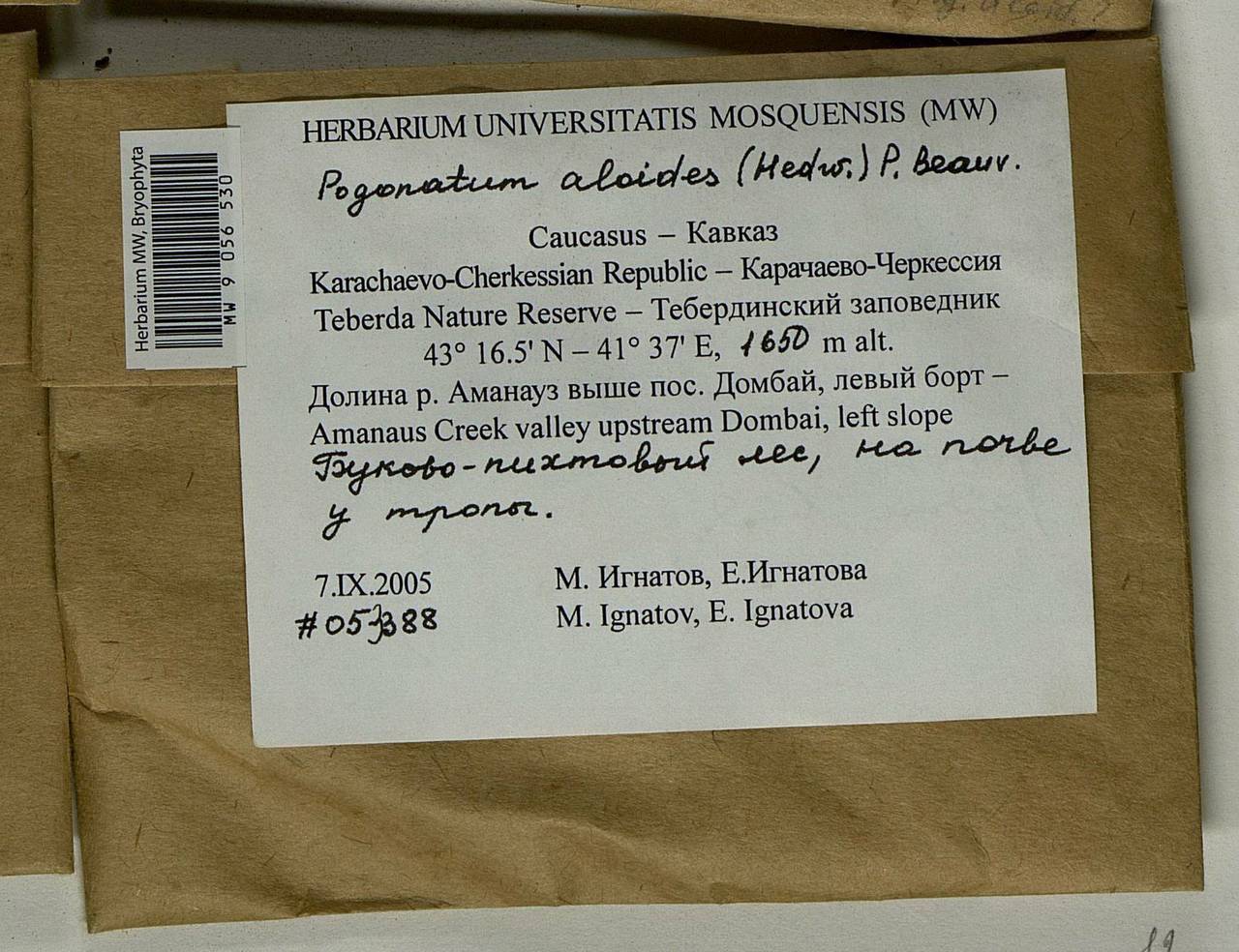 Pogonatum aloides (Hedw.) P. Beauv., Bryophytes, Bryophytes - North Caucasus & Ciscaucasia (B12) (Russia)