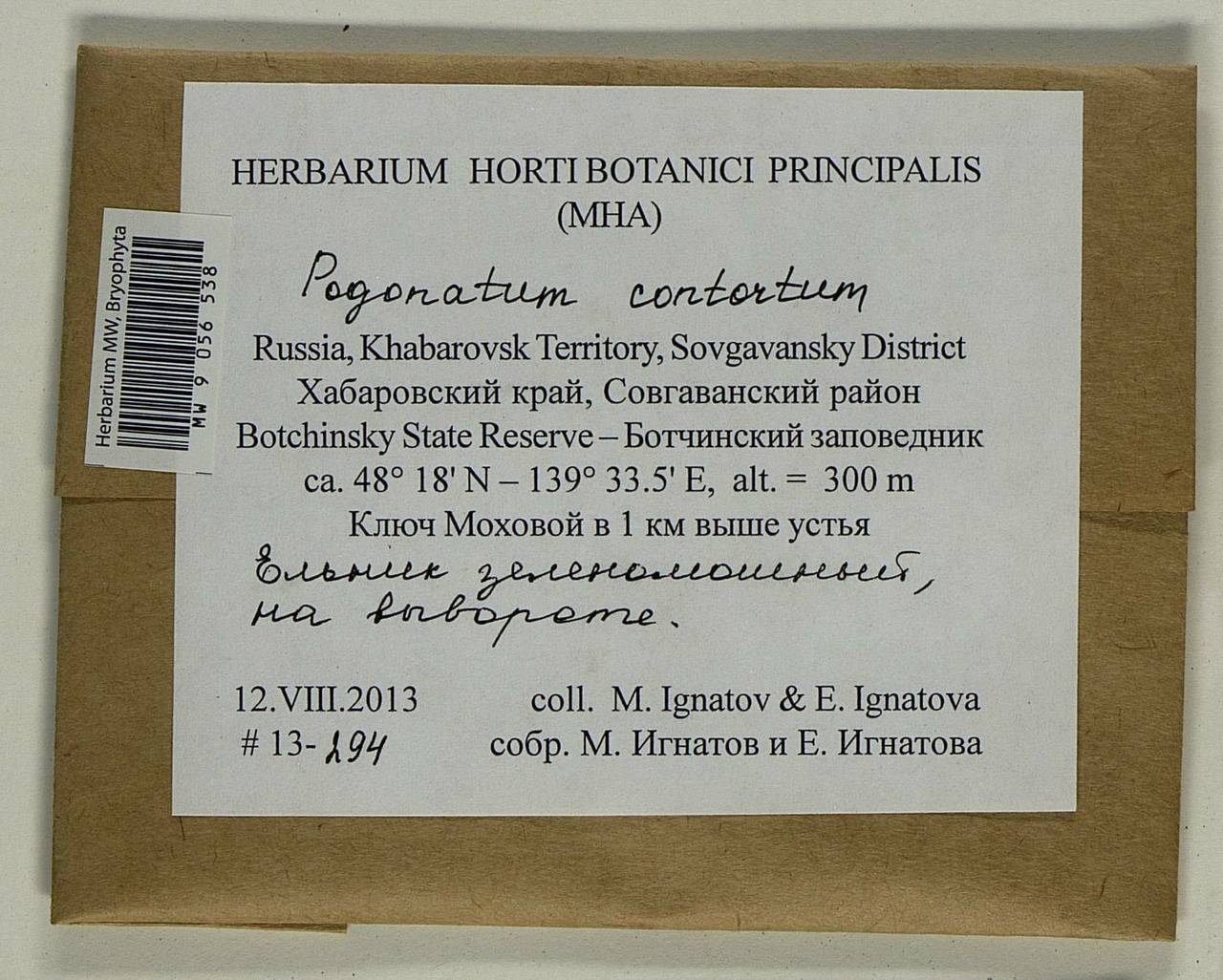 Pogonatum contortum (Menzies ex Brid.) Lesq., Bryophytes, Bryophytes - Russian Far East (excl. Chukotka & Kamchatka) (B20) (Russia)