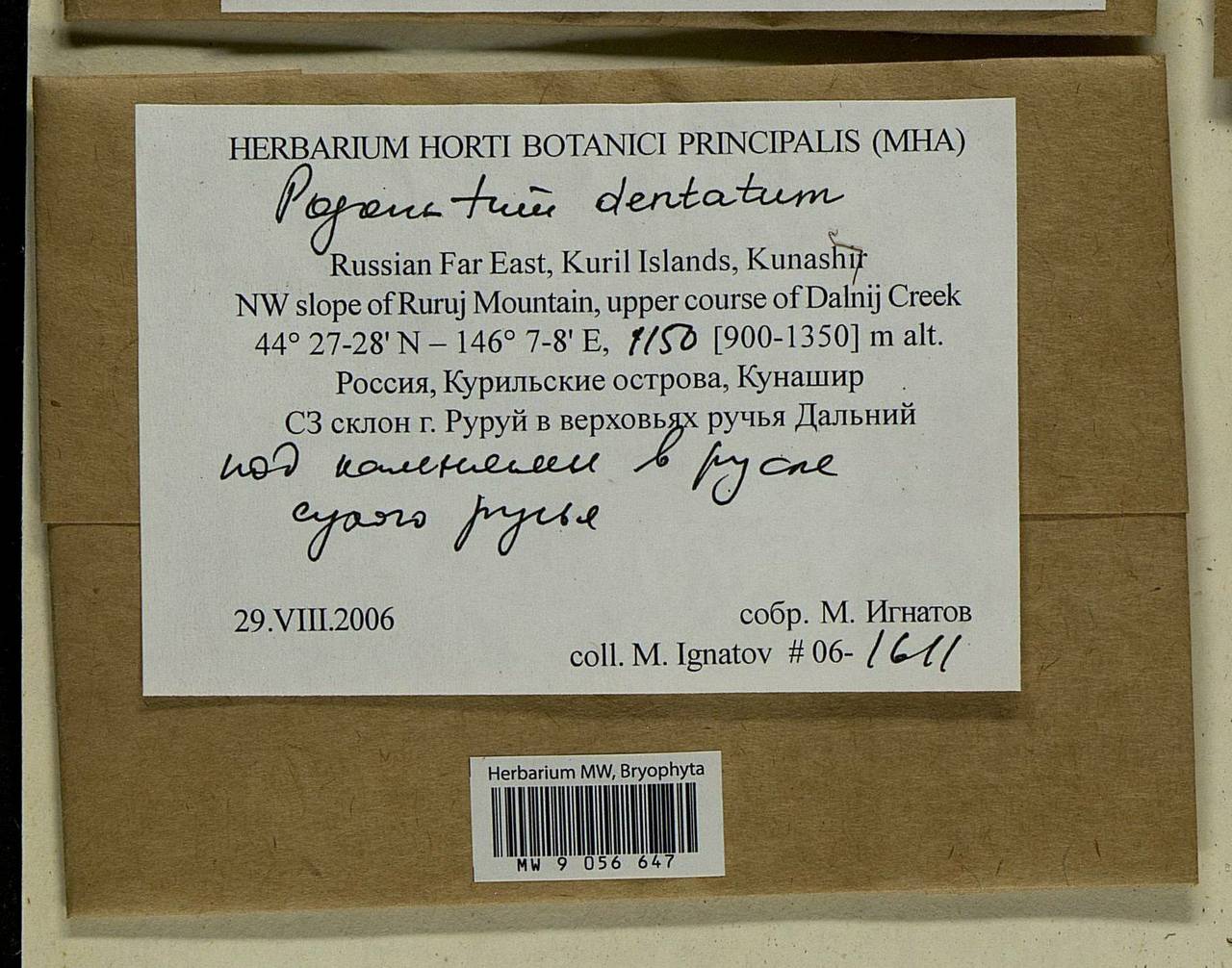 Pogonatum dentatum (Menzies ex Brid.) Brid., Bryophytes, Bryophytes - Russian Far East (excl. Chukotka & Kamchatka) (B20) (Russia)