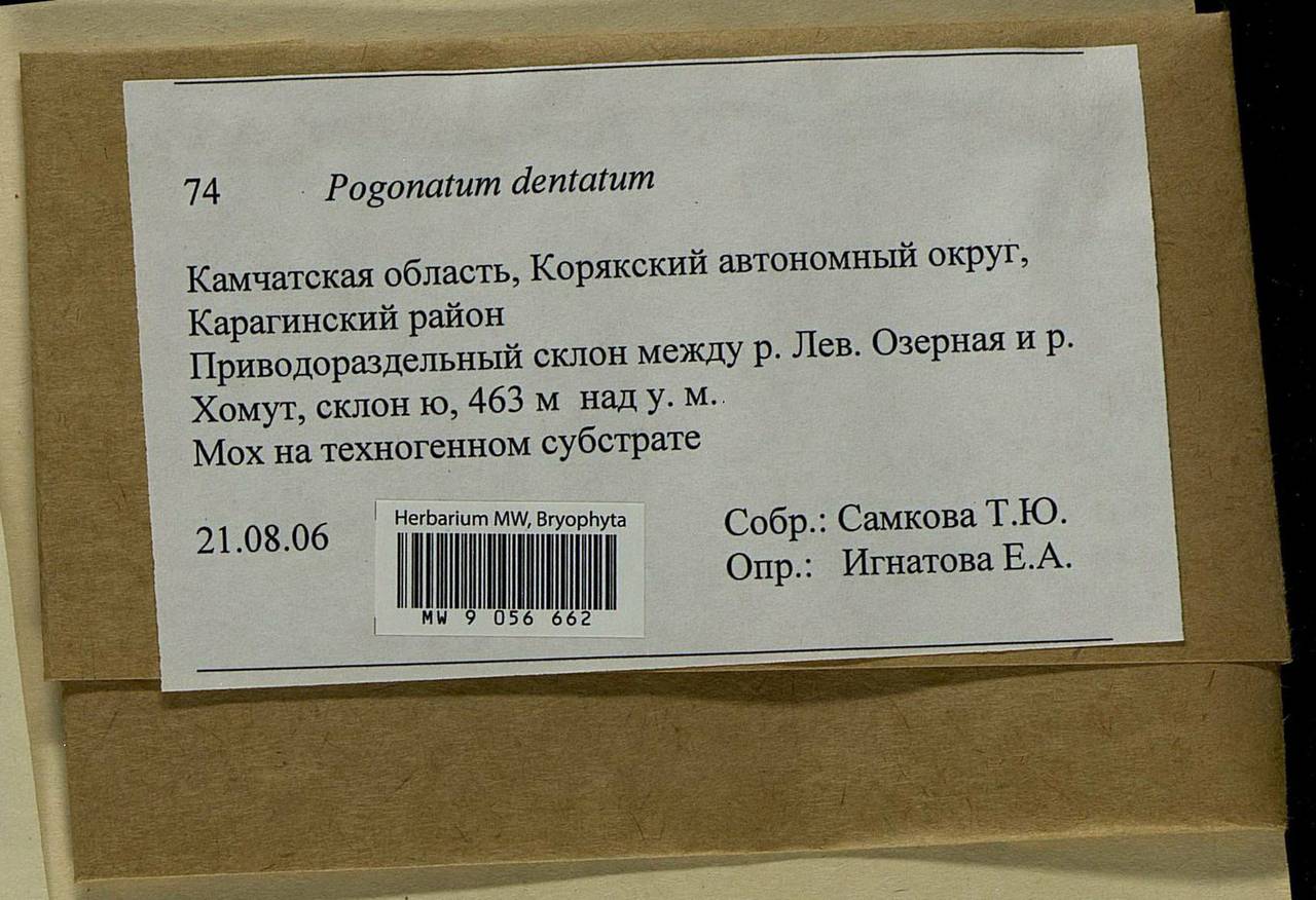 Pogonatum dentatum (Menzies ex Brid.) Brid., Bryophytes, Bryophytes - Chukotka & Kamchatka (B21) (Russia)