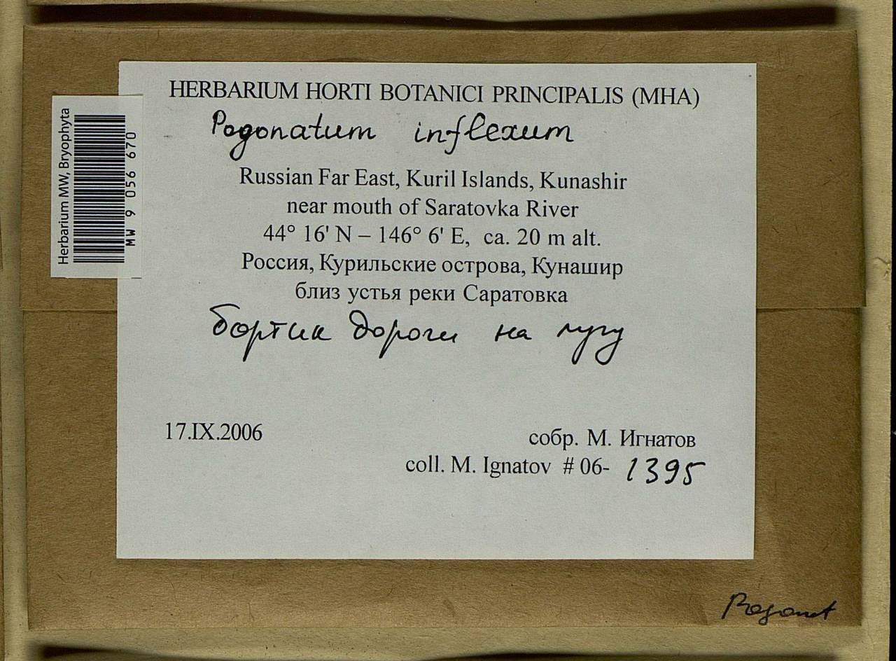 Pogonatum inflexum (Lindb.) Sande Lac., Bryophytes, Bryophytes - Russian Far East (excl. Chukotka & Kamchatka) (B20) (Russia)