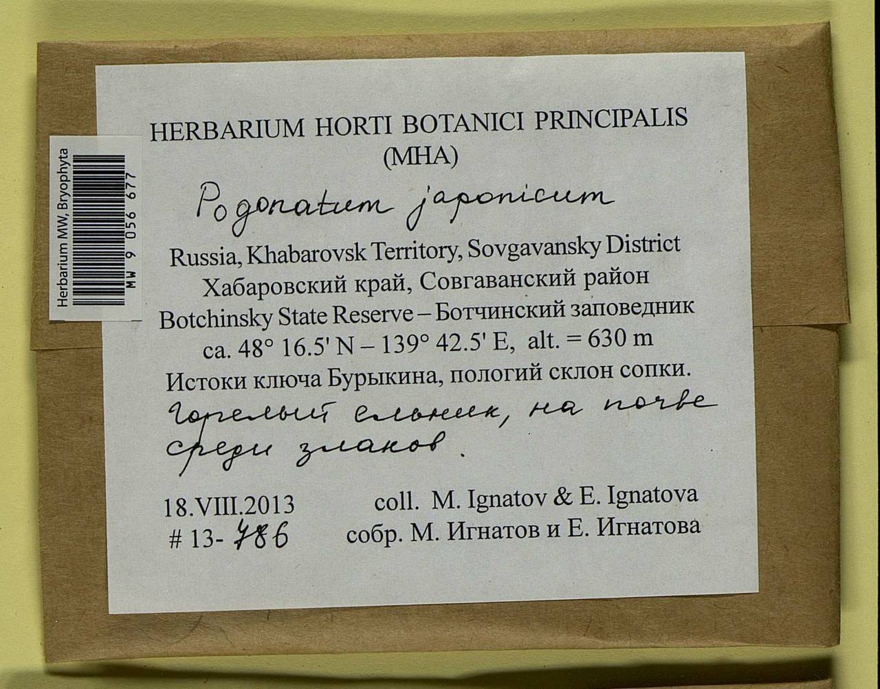Pogonatum japonicum Sull. & Lesq., Bryophytes, Bryophytes - Russian Far East (excl. Chukotka & Kamchatka) (B20) (Russia)