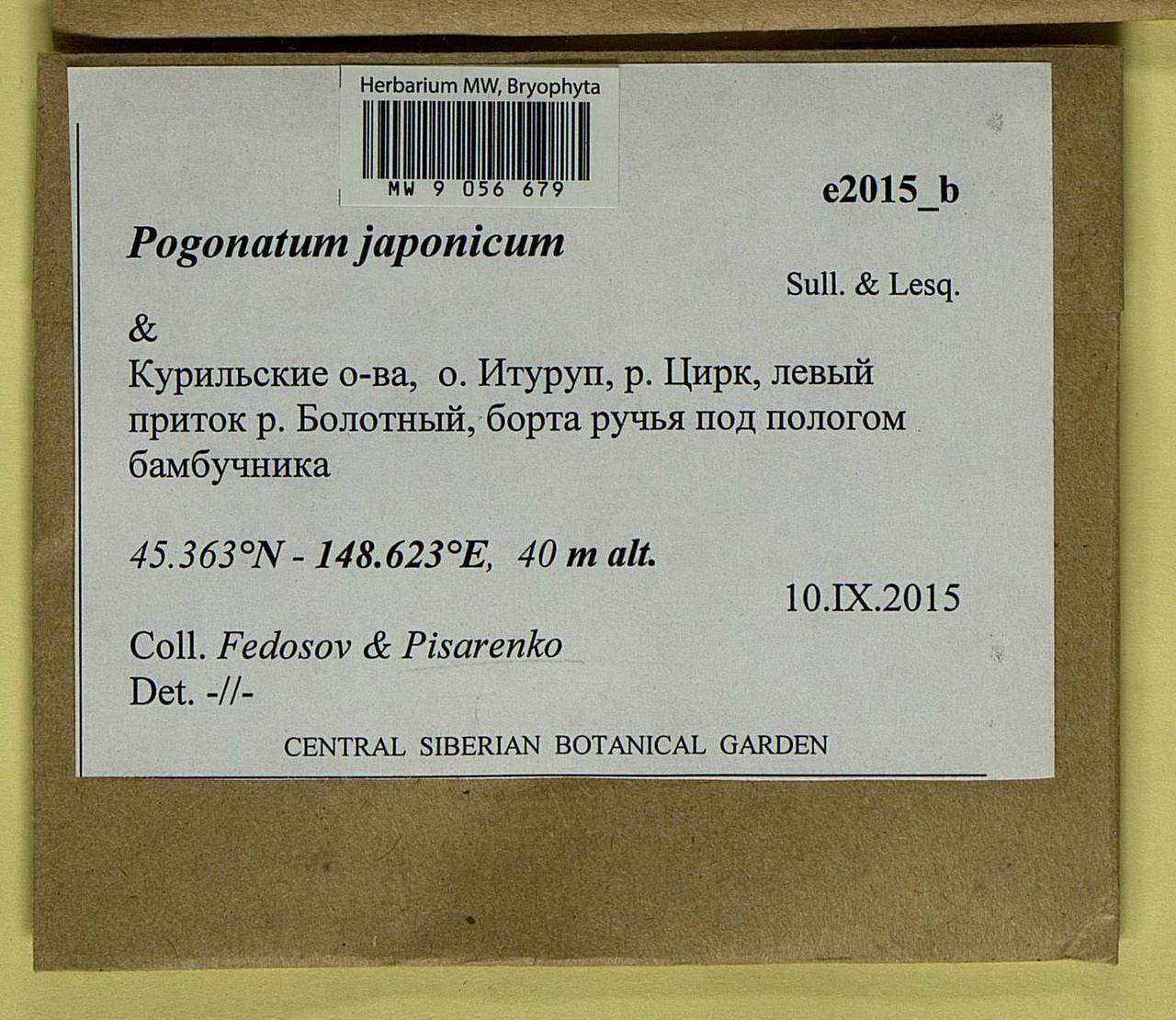 Pogonatum japonicum Sull. & Lesq., Bryophytes, Bryophytes - Russian Far East (excl. Chukotka & Kamchatka) (B20) (Russia)