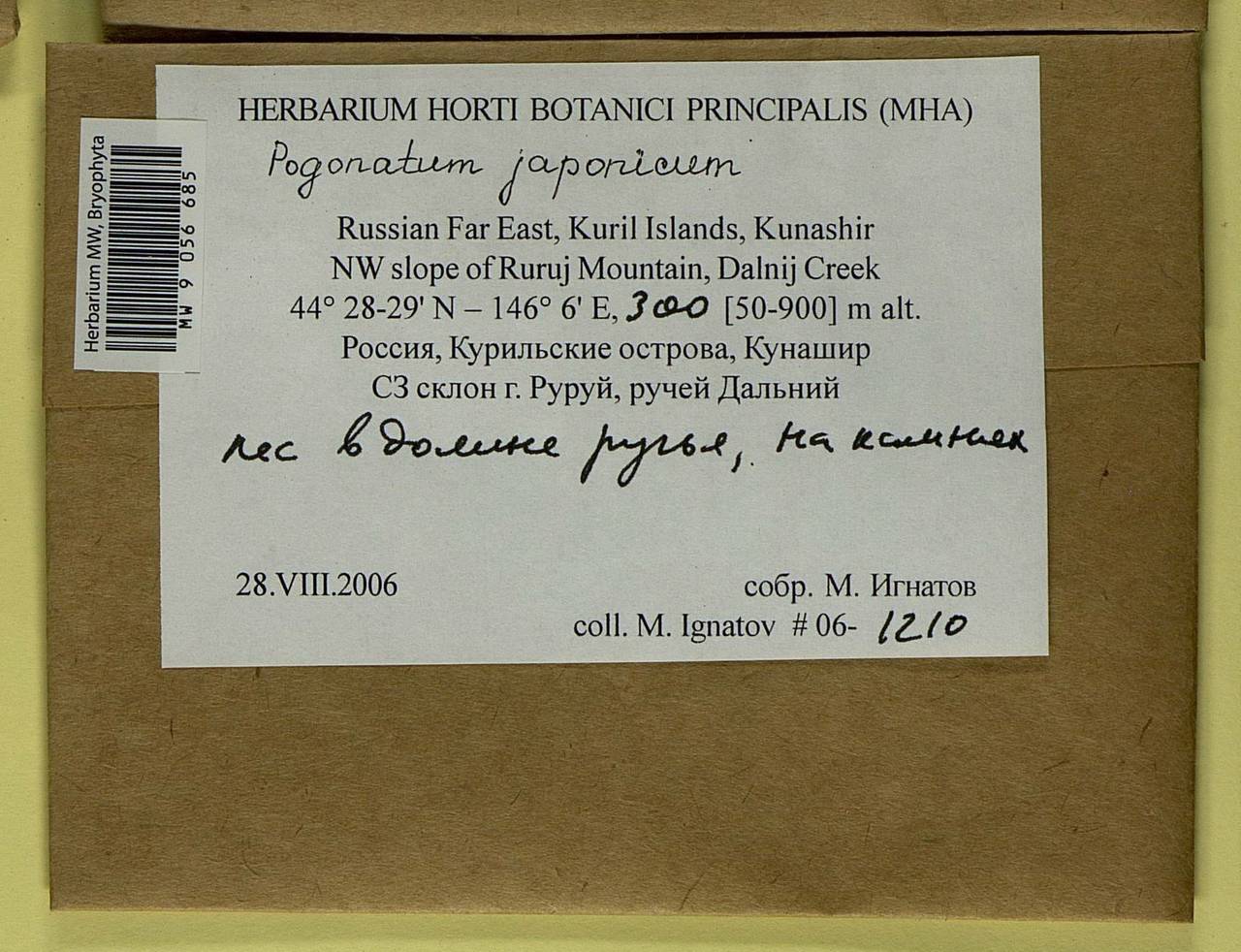 Pogonatum japonicum Sull. & Lesq., Bryophytes, Bryophytes - Russian Far East (excl. Chukotka & Kamchatka) (B20) (Russia)