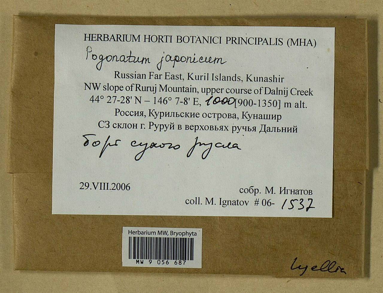 Pogonatum japonicum Sull. & Lesq., Bryophytes, Bryophytes - Russian Far East (excl. Chukotka & Kamchatka) (B20) (Russia)