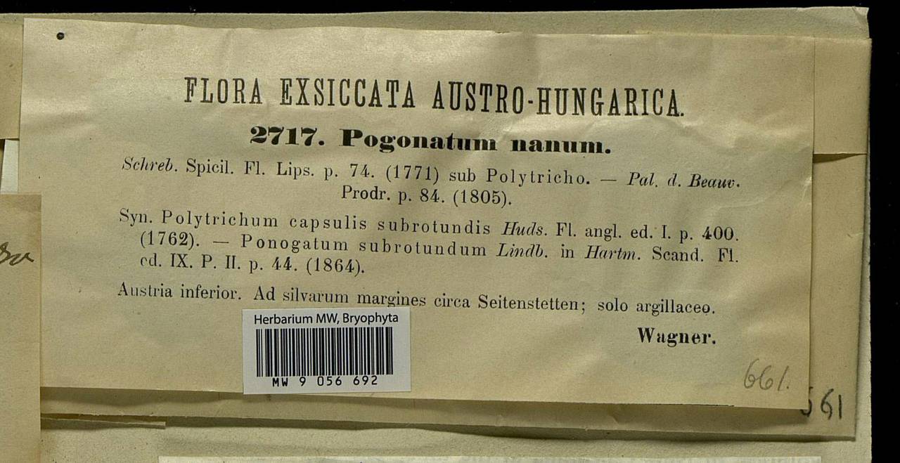 Pogonatum nanum (Hedw.) P. Beauv., Bryophytes, Bryophytes - Western Europe (BEu) (Austria)