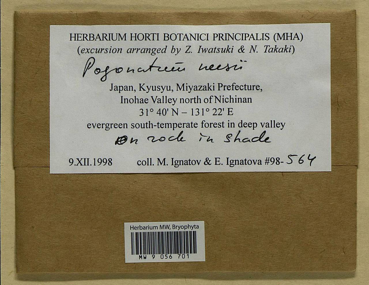 Pogonatum neesii (Müll. Hal.) Dozy, Bryophytes, Bryophytes - Asia (outside ex-Soviet states) (BAs) (Japan)