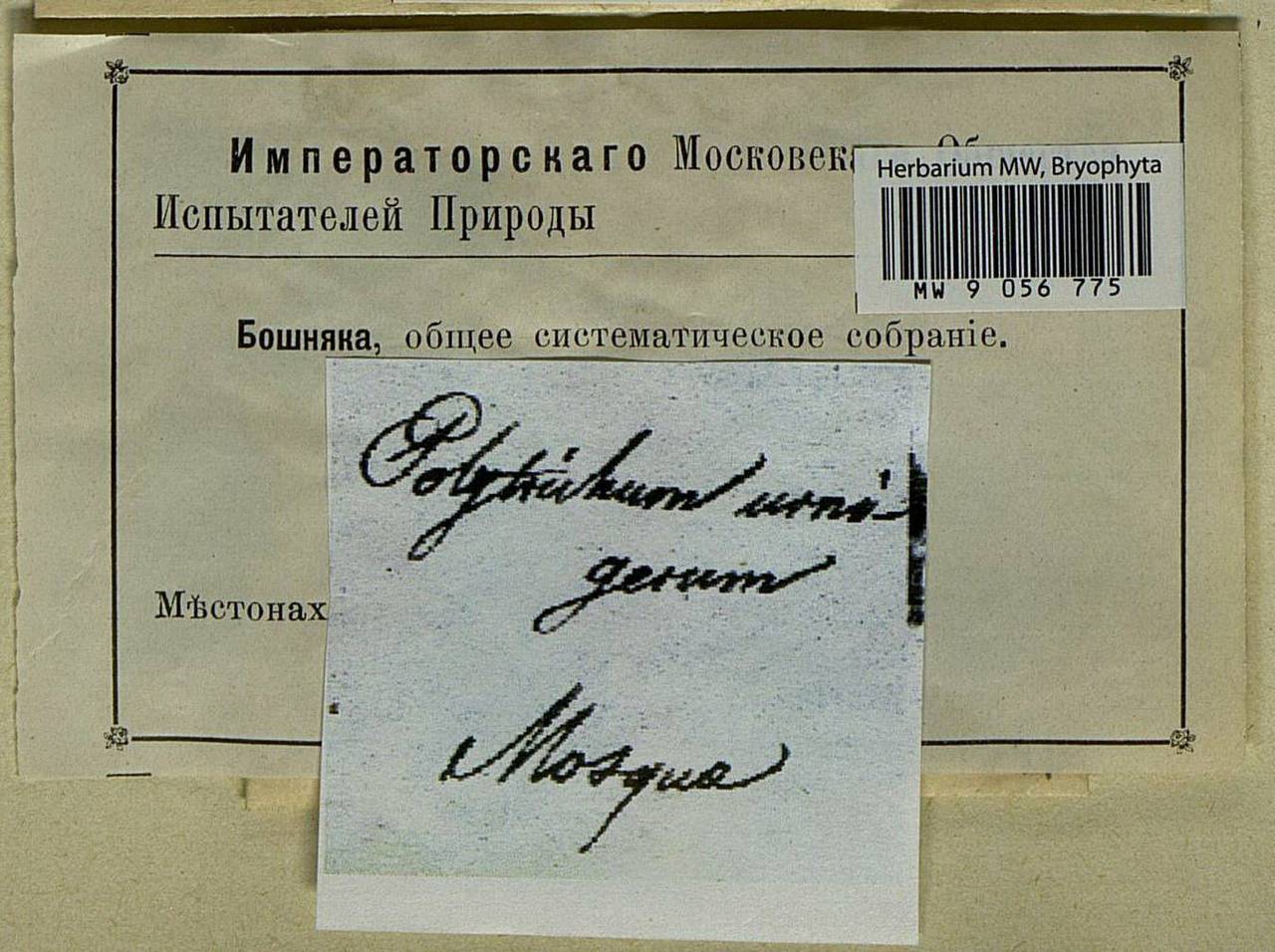 Pogonatum urnigerum (Hedw.) P. Beauv., Bryophytes, Bryophytes - Moscow City & Moscow Oblast (B6a) (Russia)